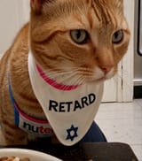 sdxl cat