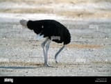 ostrich-with-head-buried-in-the-sand-digitally-manipulated-AK118E