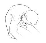autofellatio
