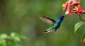 bird_thumb.jpg