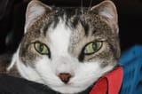 catseye