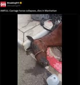 neigh