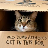 catbox_xeflzk