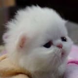 hubert