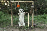 dogsplosion