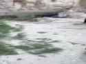 6 dead after tree falls_thumb.jpg