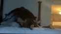 8254597-c17be0d48b27ef2d3726c854eaaa34ce (online-video-cutter.com)_thumb.jpg