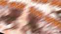 1749734729017387_thumb.jpg