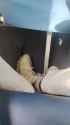 Poo-Jeet Plane Crash Indians Burned Alive Phone Recording Found Footage - Rekt (audio)_thumb.jpg