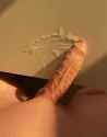 navajowhiteheftybarracuda_thumb.jpg