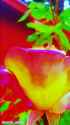 flowers_03rx_thumb.jpg