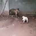 Pitbull vs. Tiger_thumb.jpg