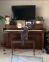 Meowzart Kot playing meowzic_thumb.jpg