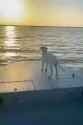 Dog Shit Boat Ride_thumb.jpg