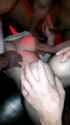 WeeHarshAmericanratsnake (1)_thumb.jpg