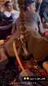 Shisha Bar talent-J4rqjehxz0yb1_thumb.jpg