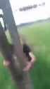 elec_Lapkvt2xibvzy3zu4_thumb.jpg