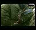 chechnya ru troops storm into 11-12-1994_thumb.jpg