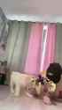 chinese domme mei li zi&#039;s puppytoy slave (美离子) clip 1_thumb.jpg