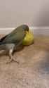 Aaaand… ✨pose✨ #funnyanimals #talkingparrot #talkingbird #pose #cuteanimals #parrottalking_thumb.jpg