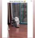 When my friend tell me it’s a problem 💀💀🤣🤣🤣🤣🤣 #lovely #marie #funny #cats_thumb.jpg