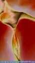 646_thumb.jpg