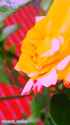 flowers_4Rx_thumb.jpg