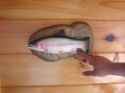 DYING_FISH_thumb.jpg