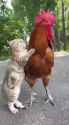 Pussy riding a cock_thumb.jpg
