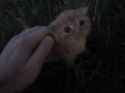 1720598211815130_thumb.jpg