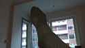 ezgif-16e659c99689a1_thumb.jpg