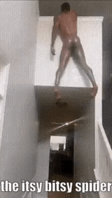 spider