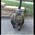 video0 (5)_thumb.jpg