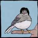 Enya Pigeon_thumb.jpg