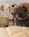 Sheep and bear_thumb.jpg