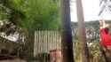 LittleMissKinky - Desperate for Poop - 01_thumb.jpg
