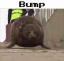 bump3_thumb.jpg