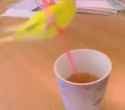 birdy_thumb.jpg