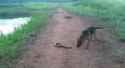 eel vs dog_thumb.jpg
