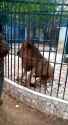 Don&#039;t poke the lion2_thumb.jpg