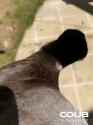 1750916935372528_thumb.jpg
