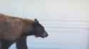 Bear and Man Spook Each Other [bEgeh5hA5ko]_thumb.jpg