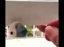 Bird learns how life works [Q67SozSkzuU]_thumb.jpg