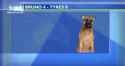 Dog biting graphic on 3 News [szUJSXBjpJM]_thumb.jpg