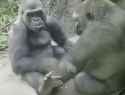 gorilla purple nurple_thumb.jpg