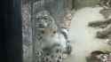 Snow leopard_thumb.jpg