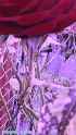 flowers_MW05Rx_thumb.jpg