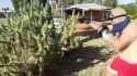 cactus jump_thumb.jpg
