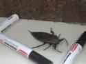 Large Insect_thumb.jpg