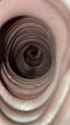WaryLightyellowNoctule_thumb.jpg